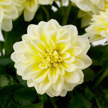 Dahlia 'Shirley' 