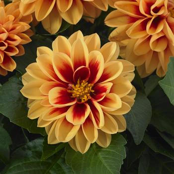 Dahlia 'Candy' 