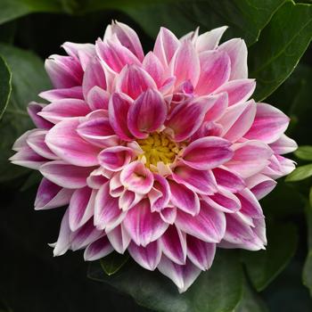 Dahlia 'Louise' 