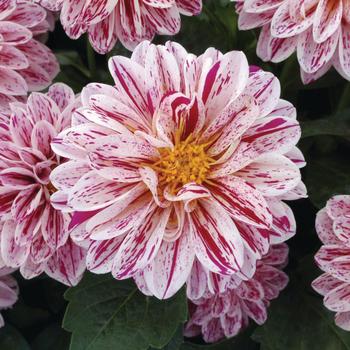 Dahlia 'Paula' 