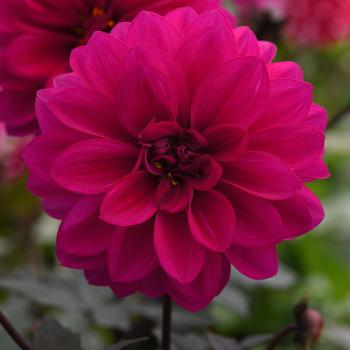 Dahlia 