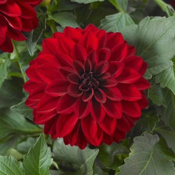 Dahlia Dalaya® 'Vampire Improved'