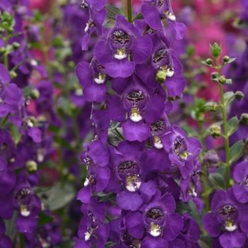 Angelonia angustifolia 'Balarcpupi' 