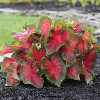 Caladium 'Postman Joyner' 