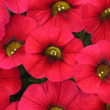 Calibrachoa 'Red Lips' 