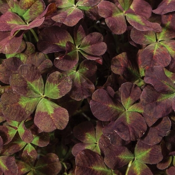 Trifolium 'Coco Mint' 