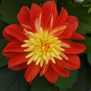 Dahlia Dalaya® 'Fireball'