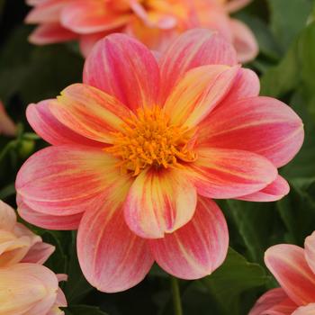 Dahlia Dalaya® Pink Lemon