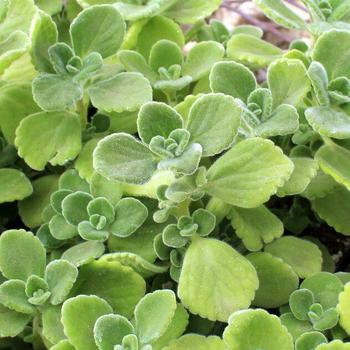 Plectranthus tomentosa