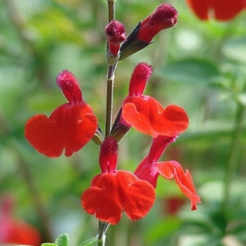Salvia greggii 'Royal Bumble' 