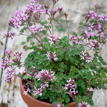 Pelargonium 'Deerwood Lavender Lass' 