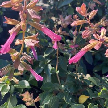 Salvia 'Kisses and Wishes' 