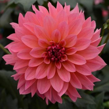 Dahlia Venti™ 'Passion Fruit'