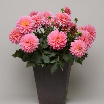 Dahlia Venti™ 'Passion Fruit' (197459)