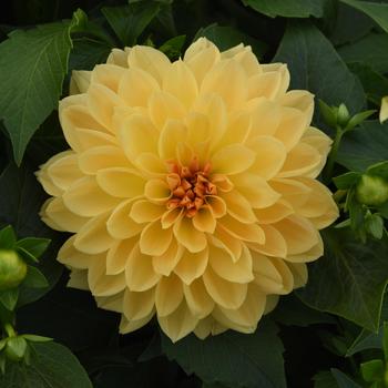 Dahlia Venti™ Golden Yellow