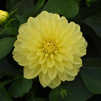 Dahlia 'Daniogtyve' 