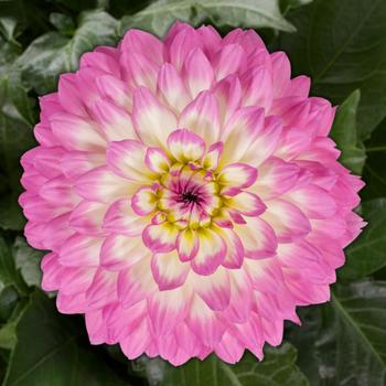 Dahlia 'Dasyvogtyve' PP25798