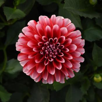 Dahlia Venti™ Red+White