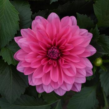 Dahlia 'Daniogtredive' 