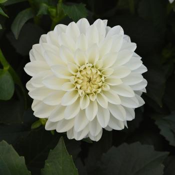 Dahlia 'Dafireogfyrre' 