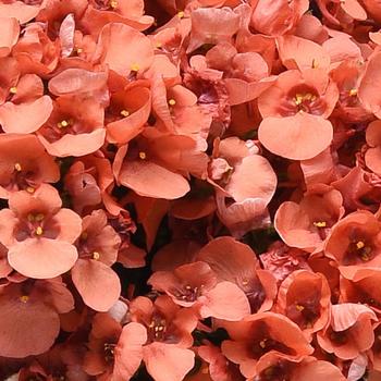 Diascia barberae Piccadilly™ Dark Salmon