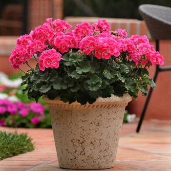 Pelargonium x hortorum Moonlight™ 'Raspberry Blush'