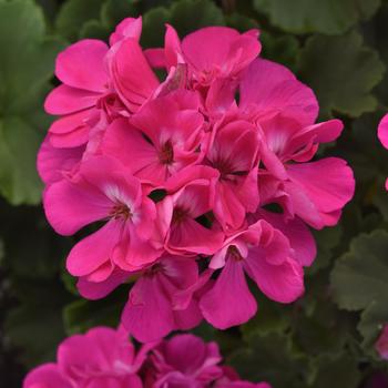 Pelargonium x hortorum 'Blue' 