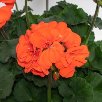 Pelargonium x hortorum 'Orange' 