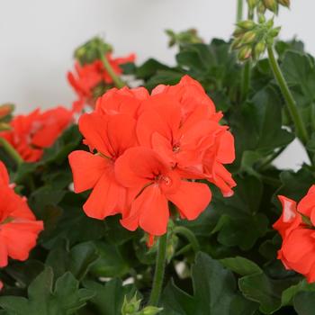 Pelargonium 'Deep Orange' 