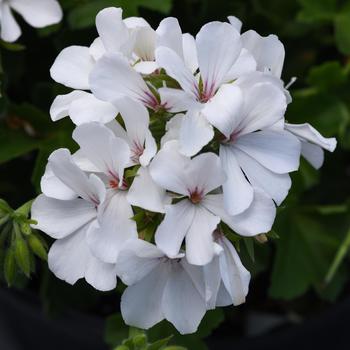 Pelargonium 'White' 