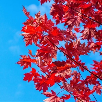 Acer rubrum 'Summer Red®' HOSR