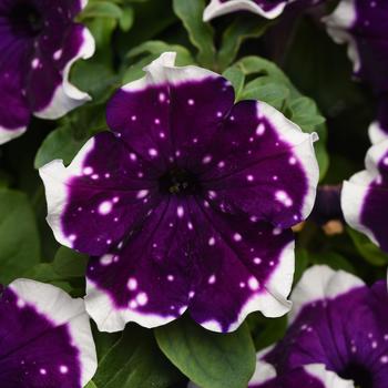 Petunia 'Glacier Sky' PPAF