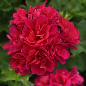 Pelargonium peltatum 'Hot Pink' 