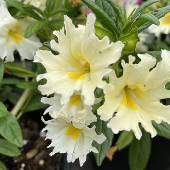 Mimulus 'Fiesta Marigold' 