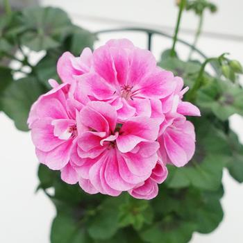 Pelargonium peltatum 'Pink Ice' PP32729