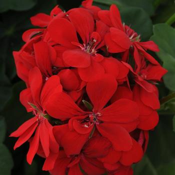 Pelargonium peltatum 'Scarlet Red' PP21115