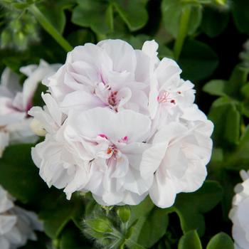 Pelargonium peltatum 'White' PP30463