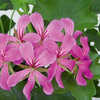 Pelargonium peltatum Balcon 'Light Purple'