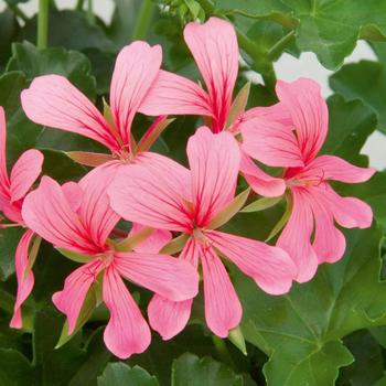 Pelargonium peltatum Balcon 'Pink'