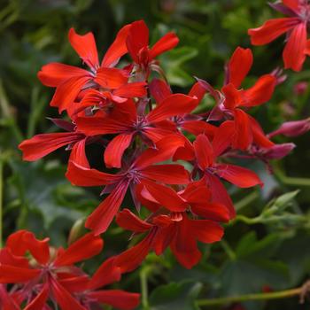 Pelargonium peltatum 'Red' 