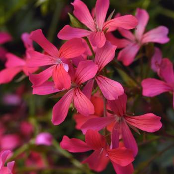 Pelargonium peltatum 'Shocking Pink' 