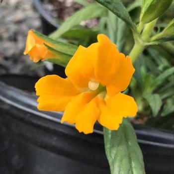 Mimulus 'Gold' 