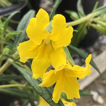 Mimulus 'Lemon' 