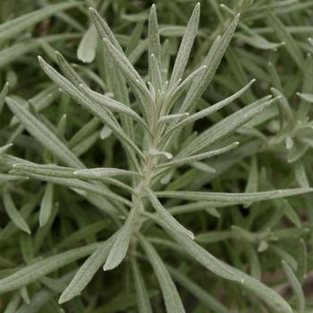 Helichrysum italicum 'Silver Ribbon'