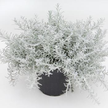 Helichrysum italicum 'Silver Stitch'