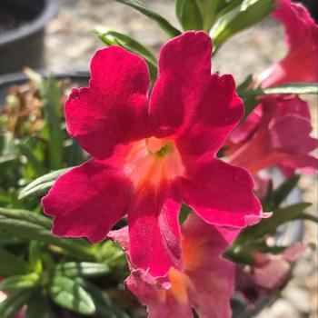 Mimulus 'Red' 