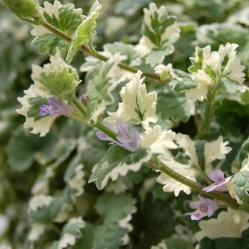 Glechoma hederacea 'Variegata' 