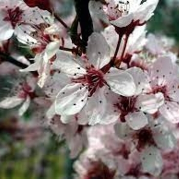 Prunus cerasifera 'Atropurpurea' 