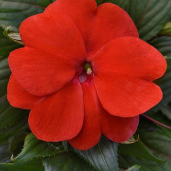 Impatiens hawkeri 'Red' 