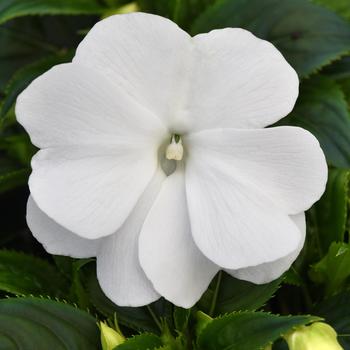 Impatiens hawkeri 'White Improved' 